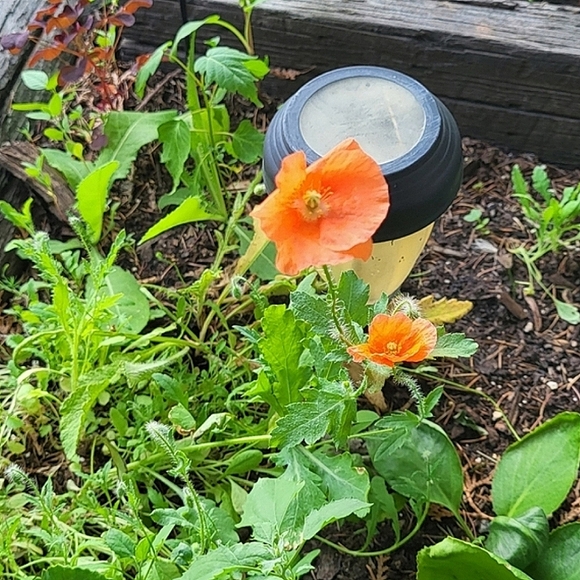 Meet your Posher, Nicole - Picture 4 of 4